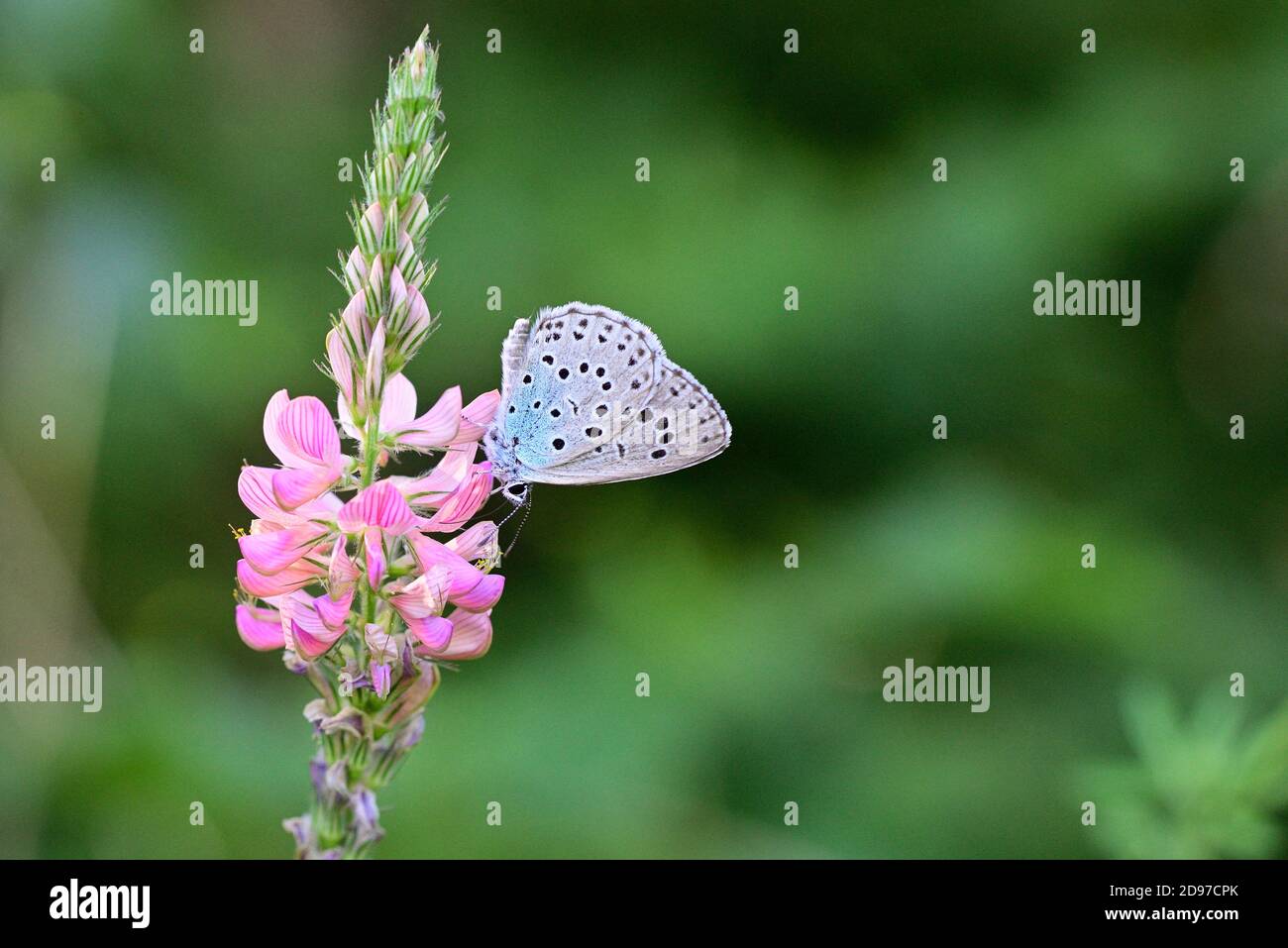 Large Blue Butterfly (Maculinea arion) Imago foraging a flower of sainfoin sown by the roadside, Uriage, Isere, France. Stock Photo