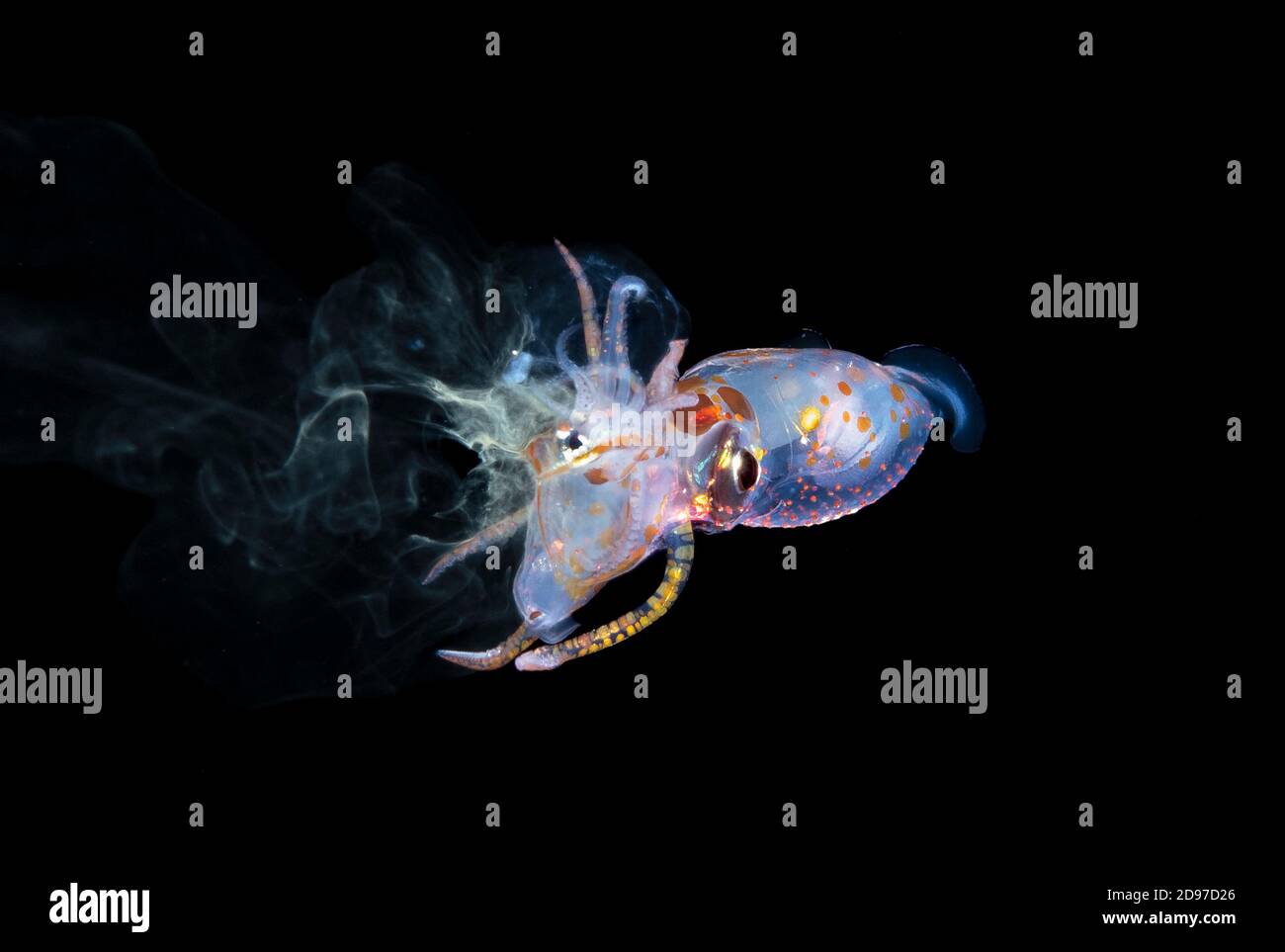 Cannibalism. a juvenile Histioteuthid Squid attacking and eating a paralarval Pyroteuthid Squid, The poor victim is inking in a futile defensive manuv Stock Photo