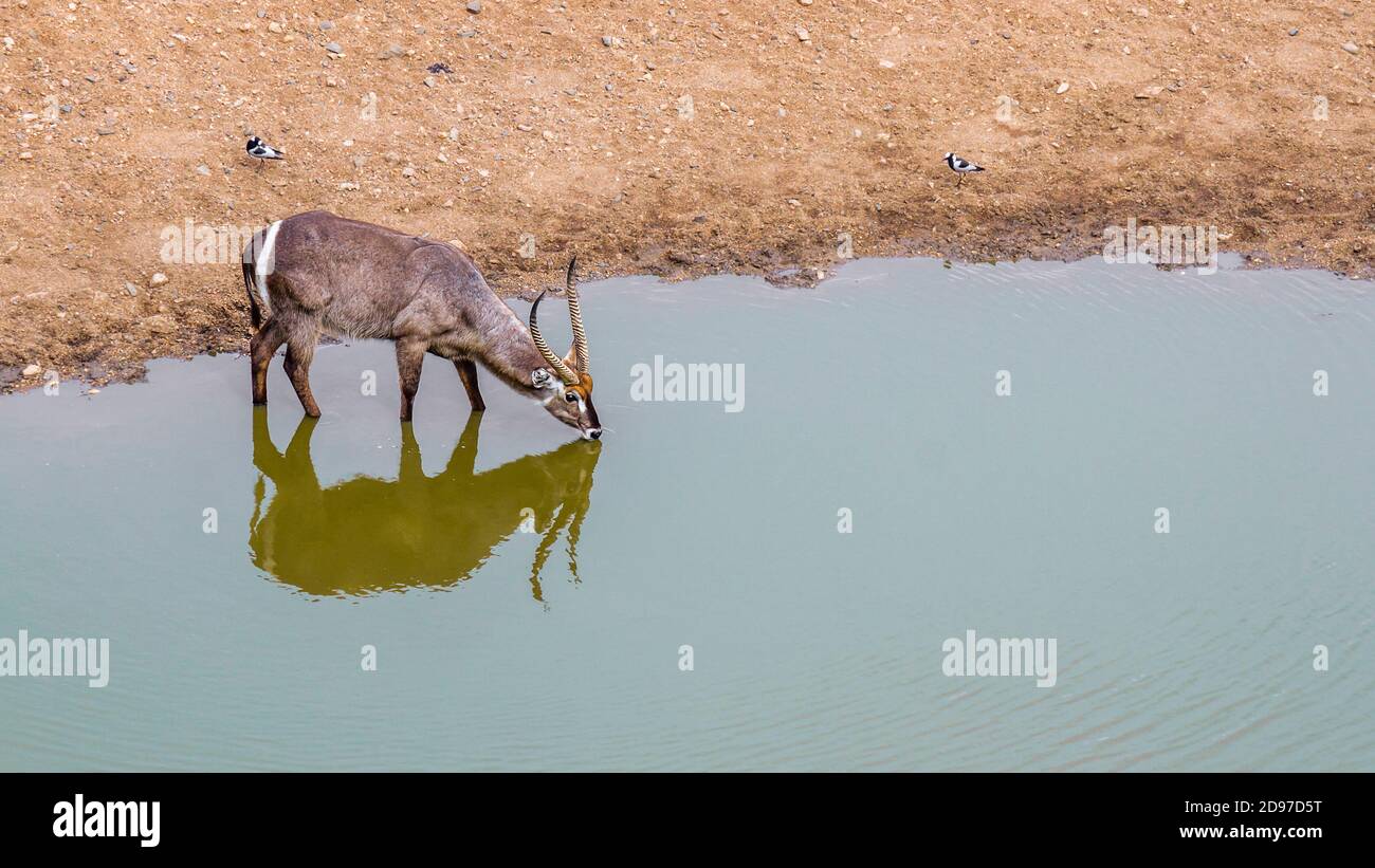 Common Waterbuck (Kobus ellipsiprymnus) drinking in waterhole with reflection in Kruger National park, South Africa Stock Photo