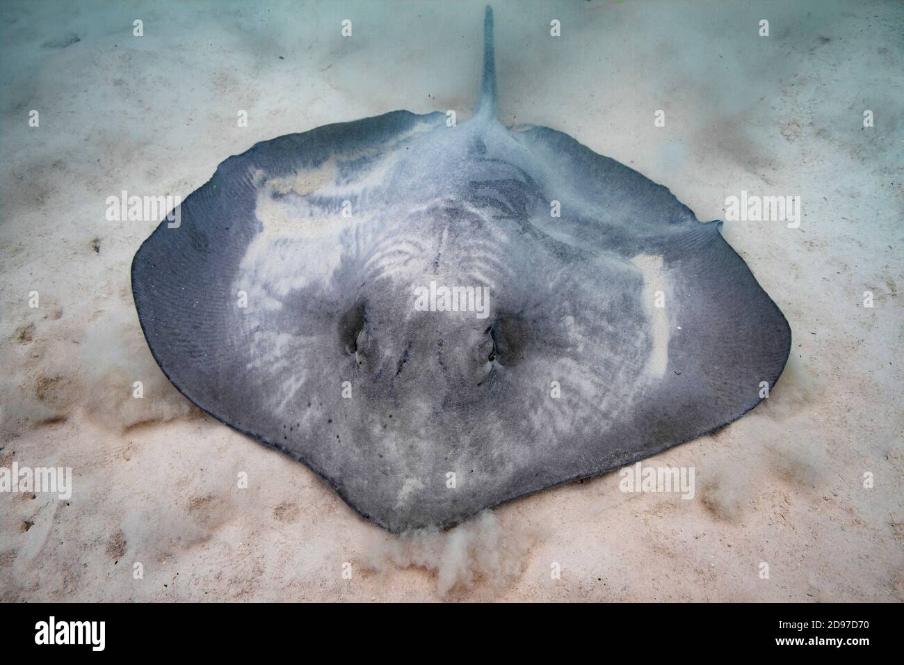 Pink Whipray (Pateobatis fai) diggin to hide in the sand, moorea, French Polynesia Stock Photo