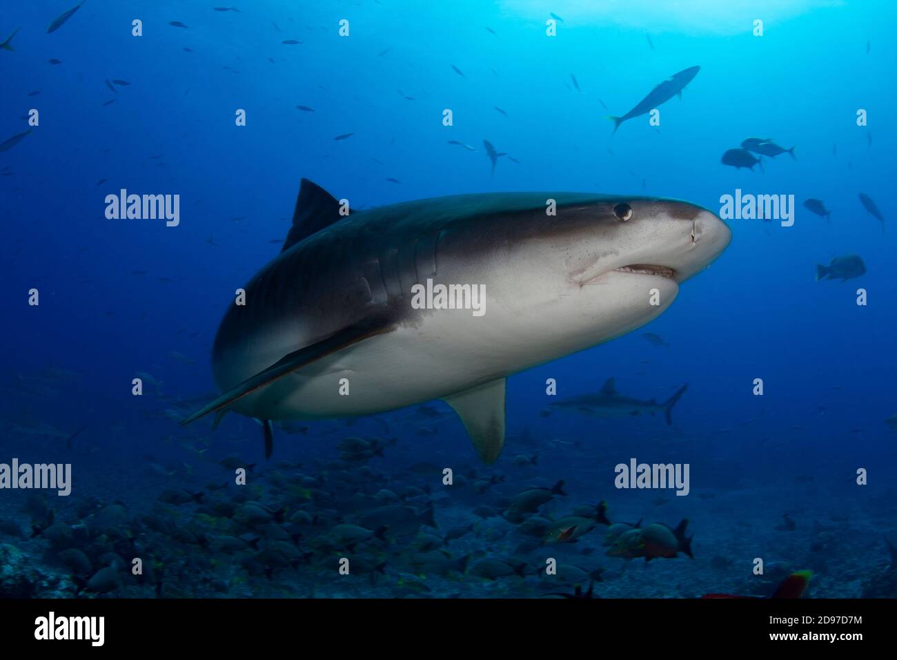Close view Tiger Shark (Galeocerdo cuvier), Tahiti, French Polynesia Stock Photo