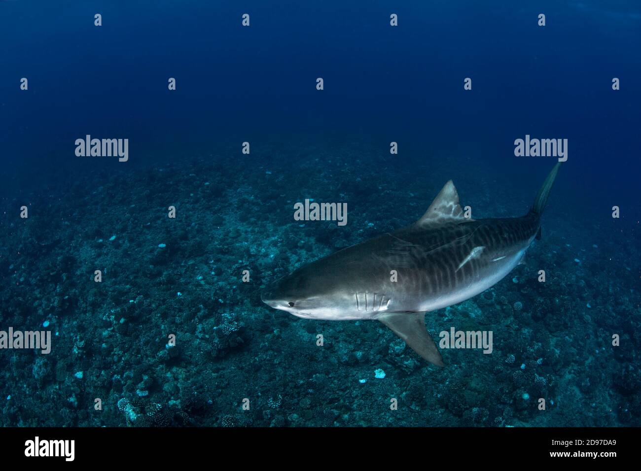 Wide view Tiger Shark (Galeocerdo cuvier) swimming in open water, Tahiti, French Polynesia Stock Photo