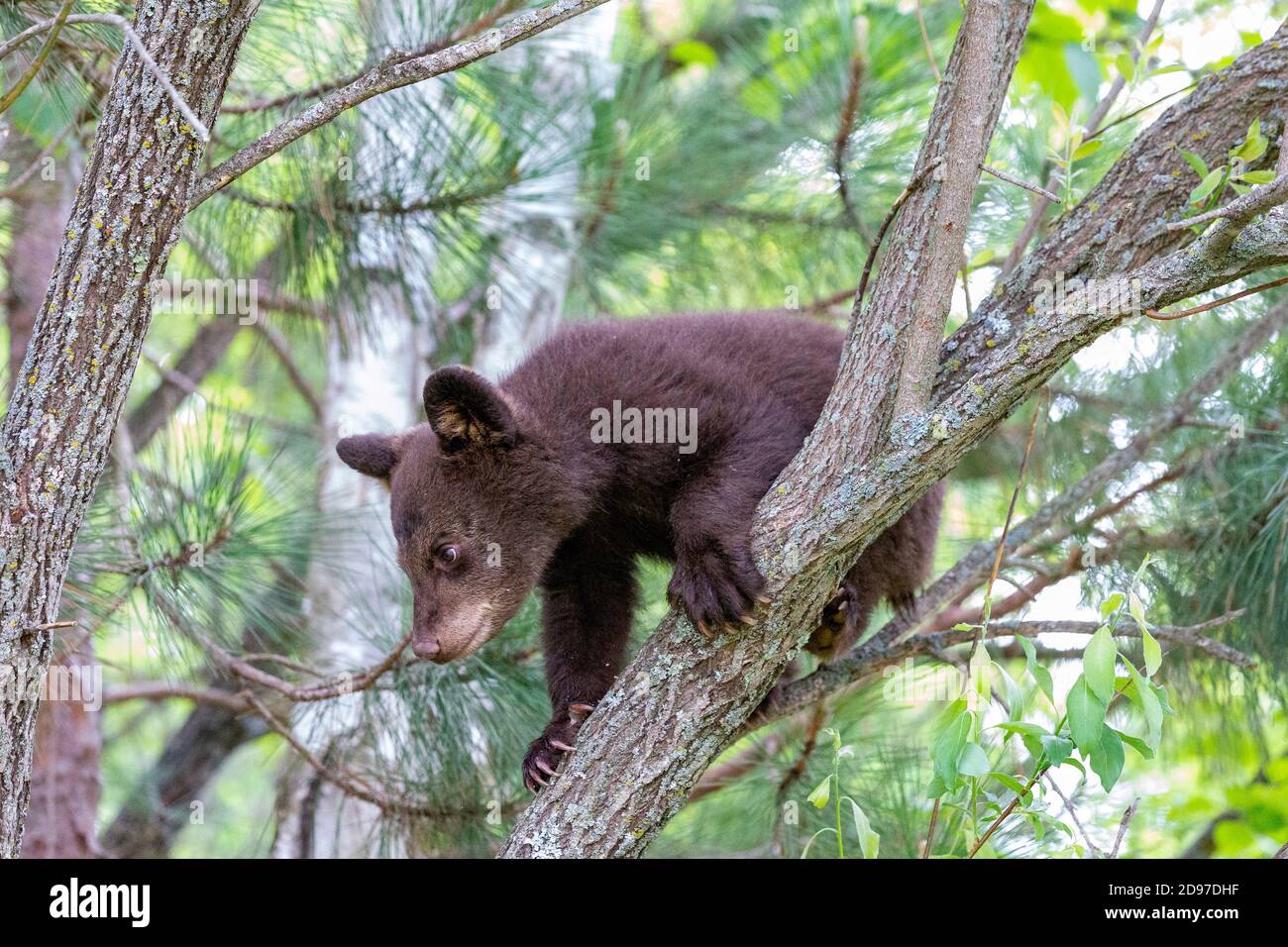Baby black bear (Ursus americanus), Minnesota, United States Stock Photo