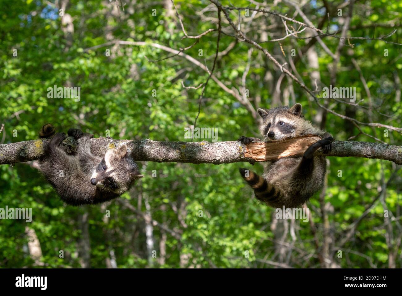 2 Racoons In Tree Two raccoon in a tree hi-res stock photography and images - Alamy