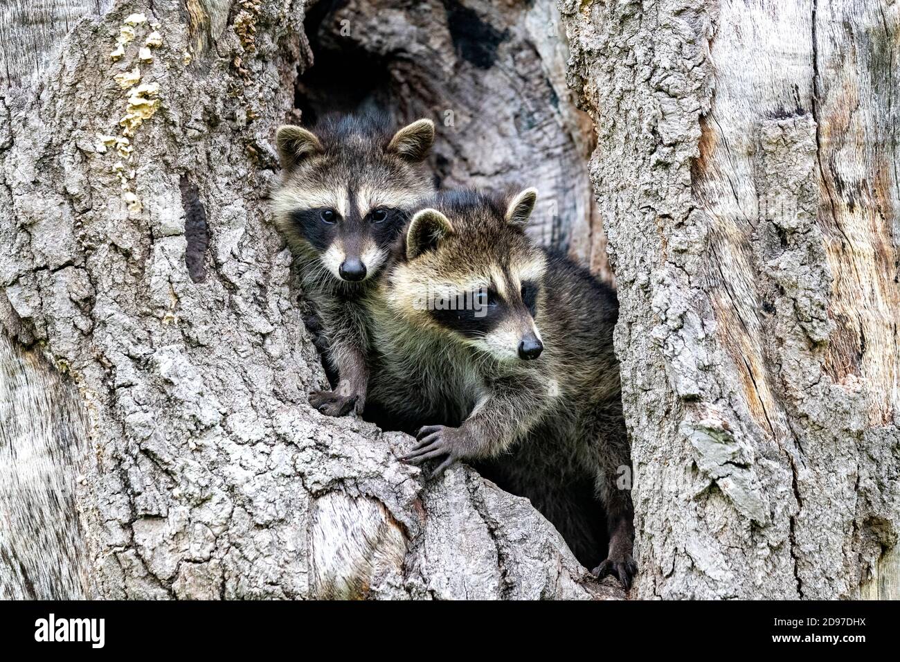 Raccoon (Procyon lotor) in a hole of a tree, captive, Minnesota, United Sates Stock Photo