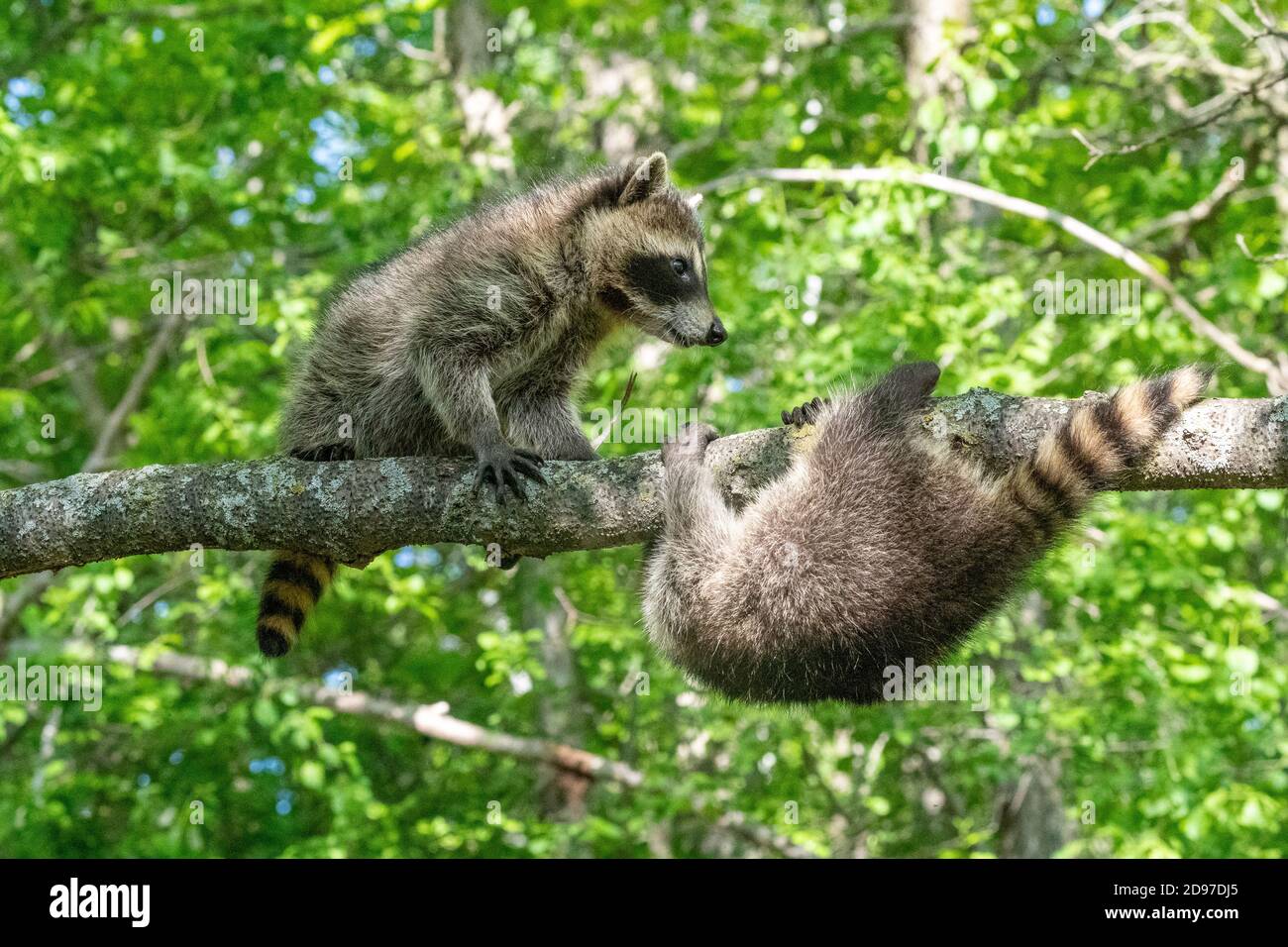 Two raccoon hi-res stock photography and images - Alamy