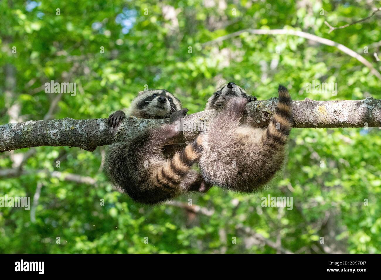 2 Racoons In Tree Two raccoon in a tree hi-res stock photography and images - Alamy