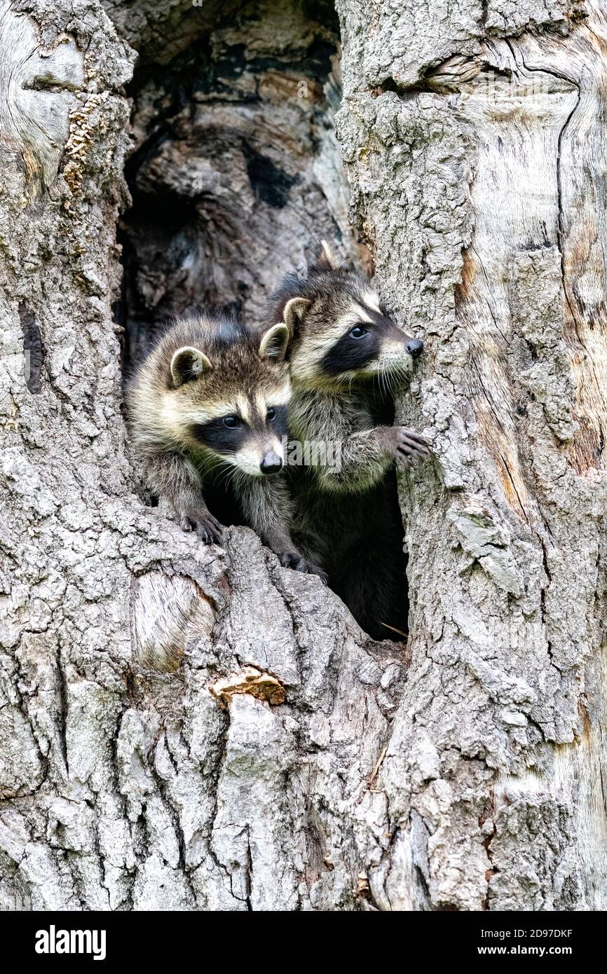 2 Racoons In Tree Two raccoon in a tree hi-res stock photography and images - Alamy