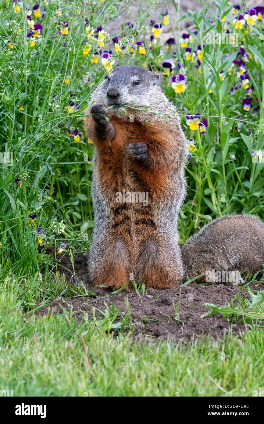 Groundhog or Woodchuck (Marmota monax) standing, Minnesota, United