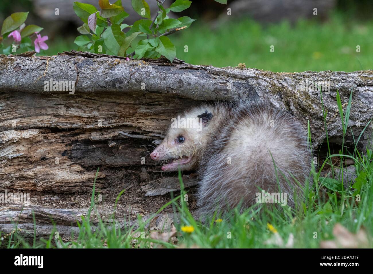 Opossum Nobody High Resolution Stock Photography And Images Alamy
