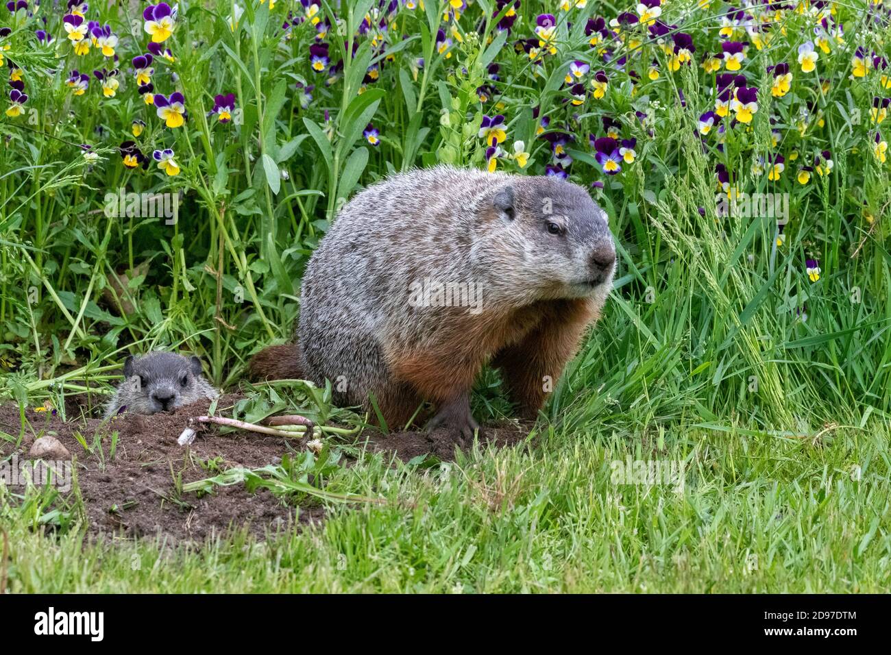 Groundhog Burrow