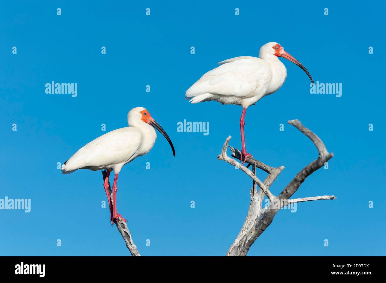 White ibis (Eudocimus albus) Isla Sta Margarita BCS Mexico. Stock Photo