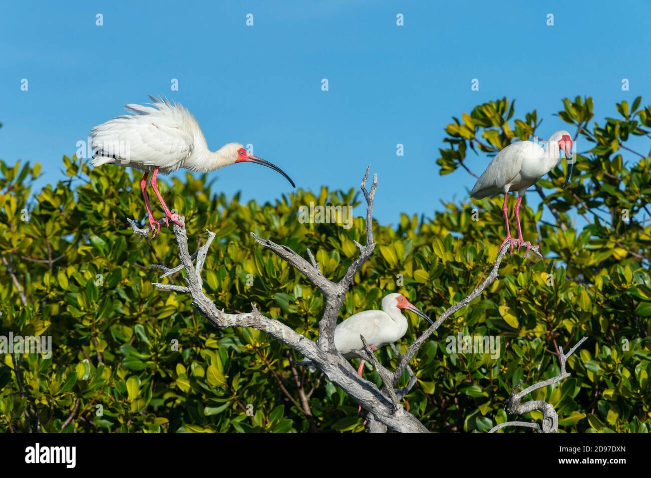 White ibis (Eudocimus albus) Isla Sta Margarita BCS Mexico. Stock Photo