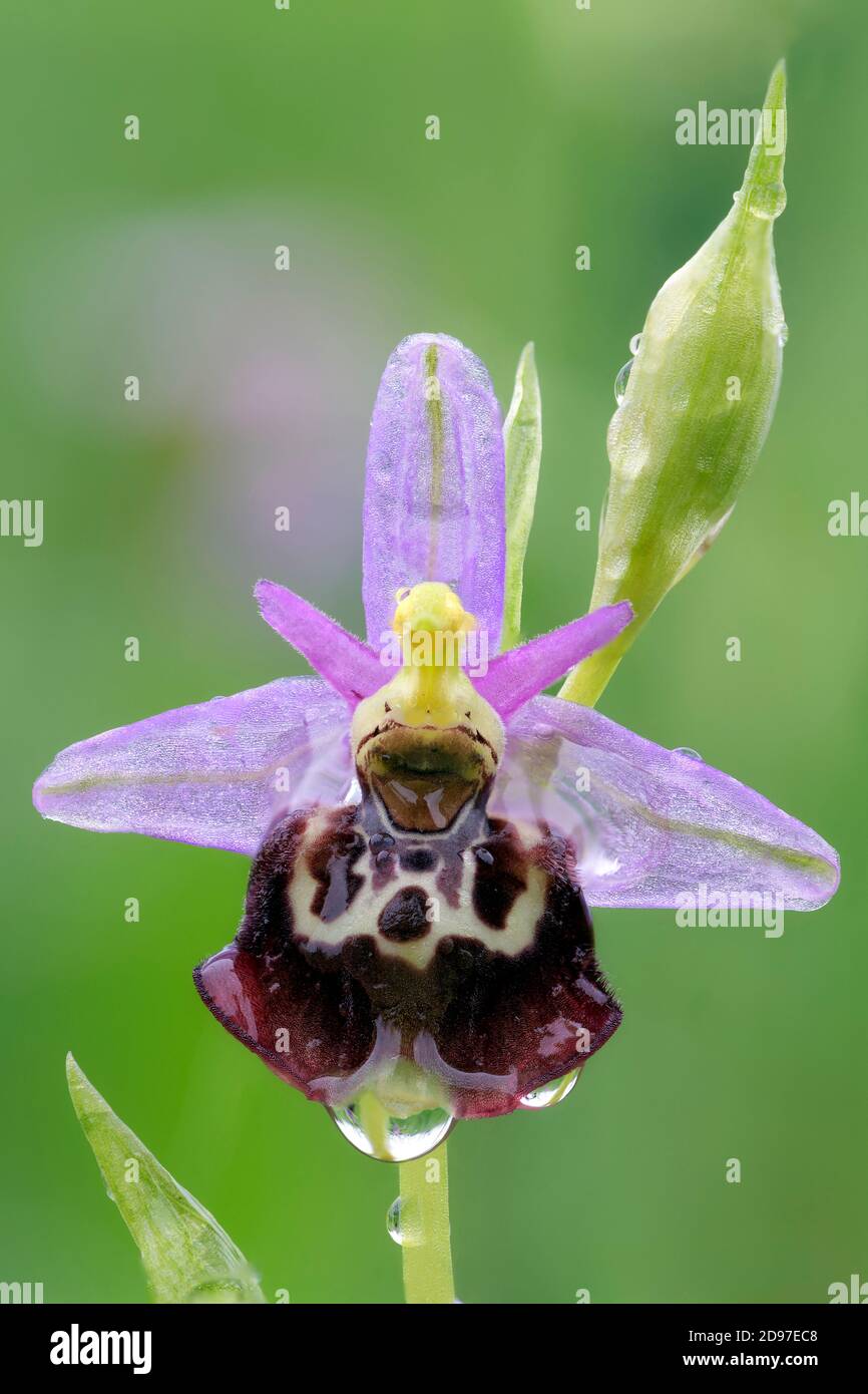Late Spider orchid (Ophrys fuciflora) Common orchid in sunny pastures, France Stock Photo