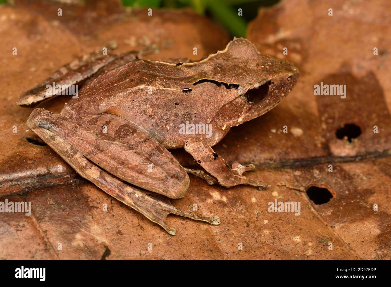 Sculpted Madagascar frog (Gephyromantis sculpturatus), on dead leaf, Andasibe, Madagascar Stock Photo