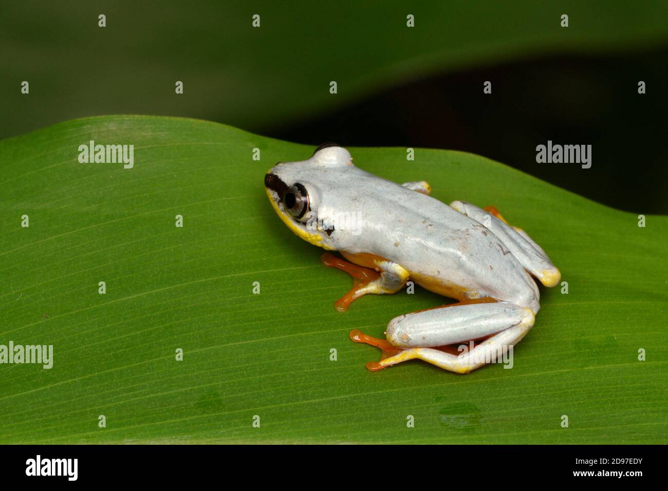 Madagascar Reed Frog (Heterixalus madagascariensis) with its diurnal colours, Andasibe, madagascar Stock Photo