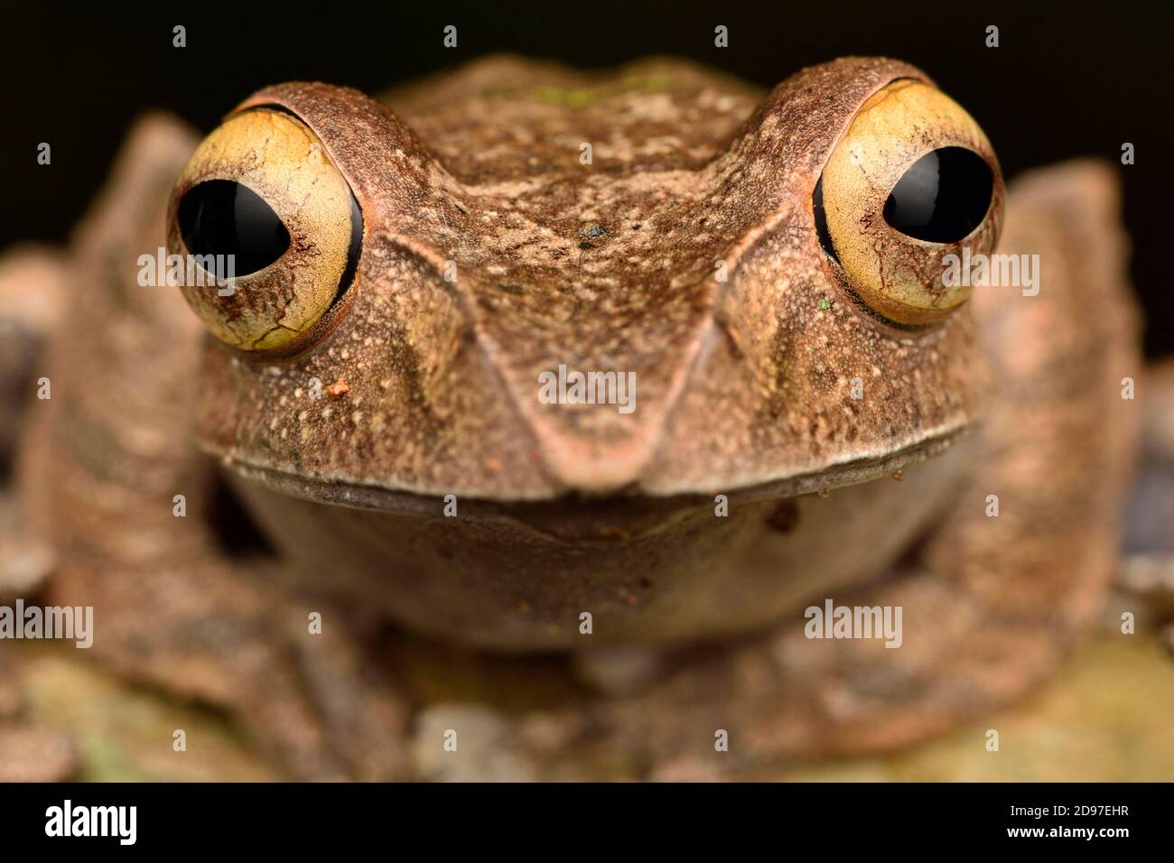 Madagascar Bright-eyed Frog (Boophis madagascariensis) portrait, Andasibe, Madagascar Stock Photo