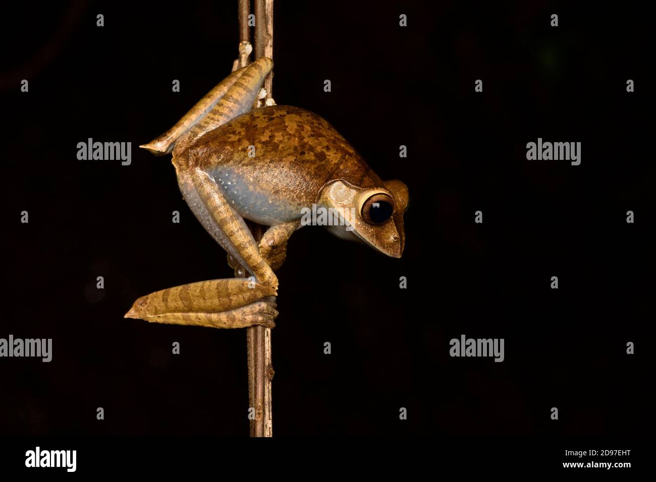Madagascar Bright-eyed Frog (Boophis madagascariensis) on vine, Andasibe, Madagascar Stock Photo