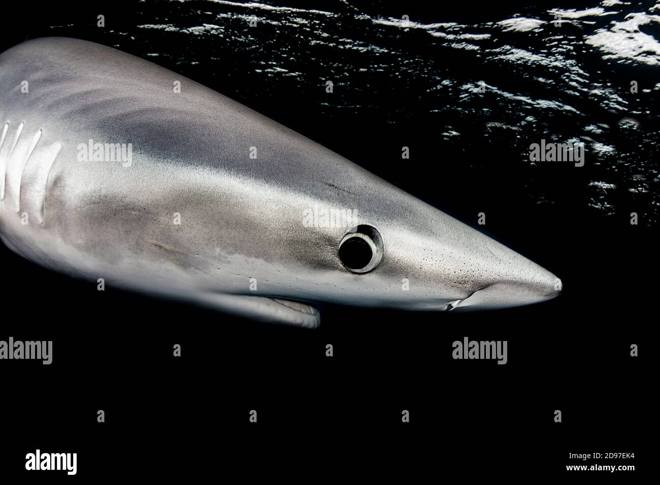 Blue shark (Prionace glauca). North Atlantic Ocean, Canary Islands. Stock Photo