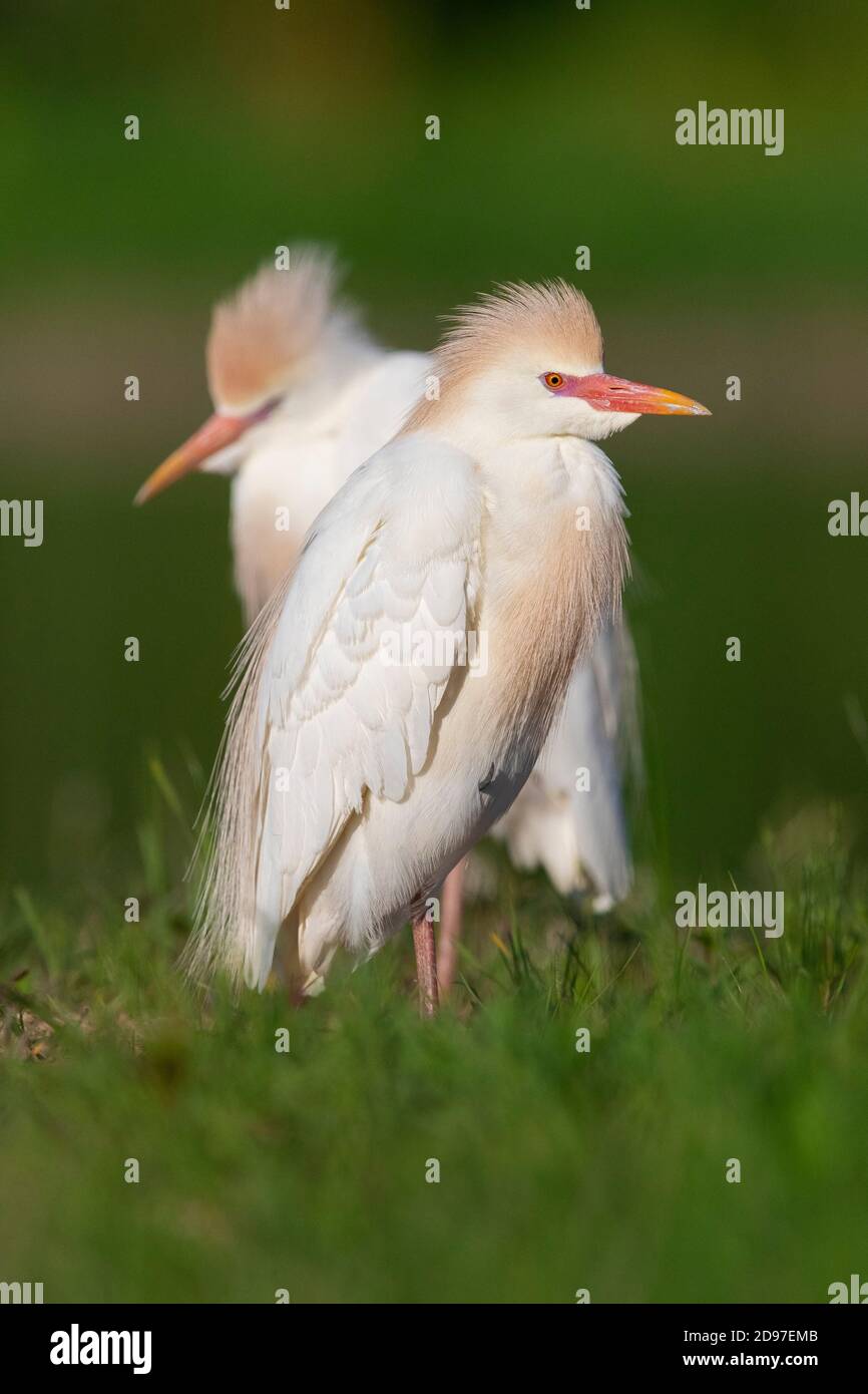 Cattle Egret (Bubulcus ibis), adult in full breeding plumage standing on the ground, Campania, Italy Stock Photo