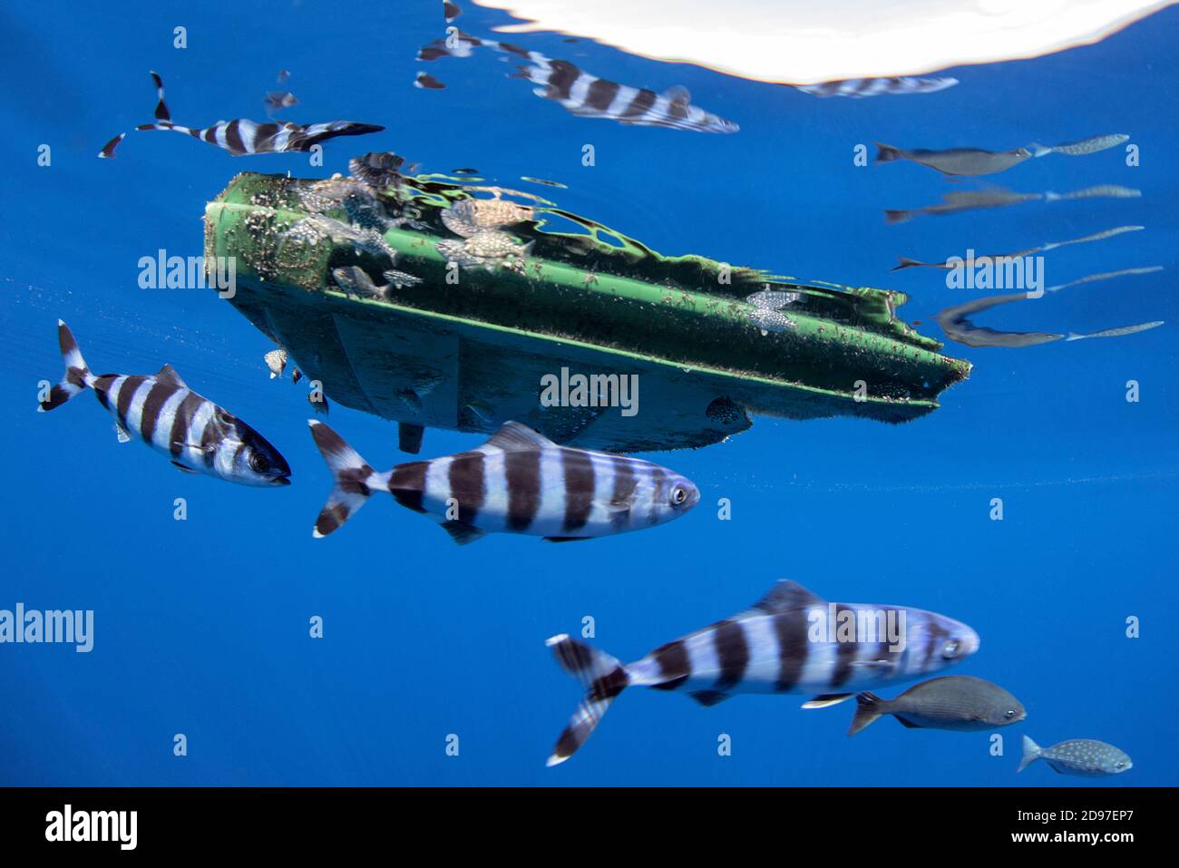 Pilot fish (Naucrates ductor) under a drifting plastic lid. Tenerife, Canary Islands. Stock Photo