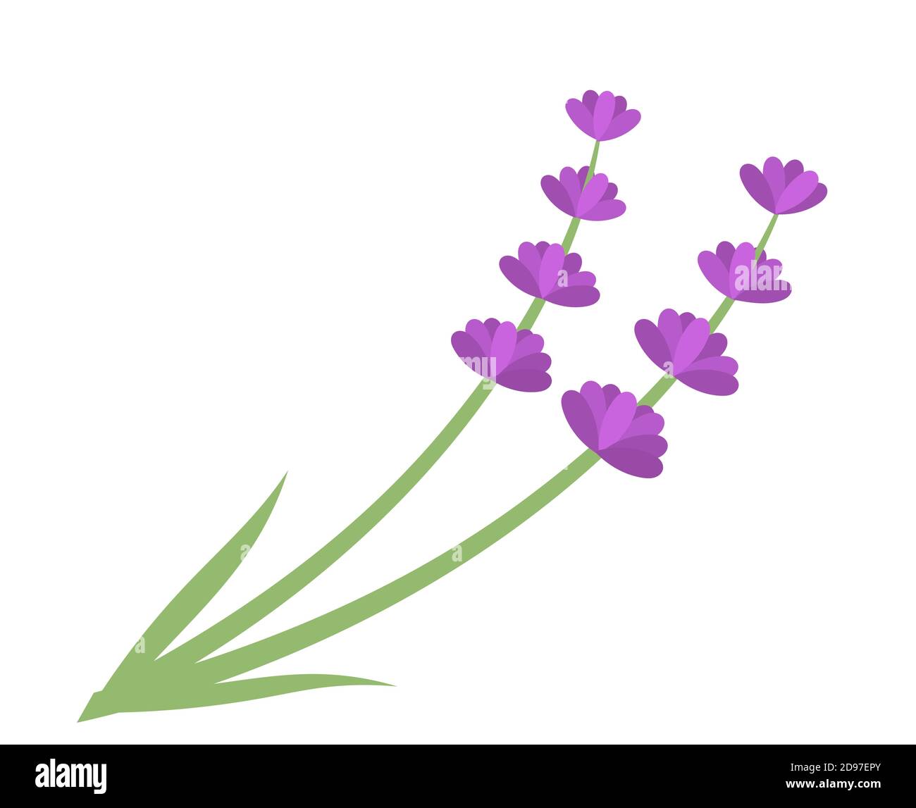 Lavender flowers isolated. Vector illustration Stock Vector Image & Art ...