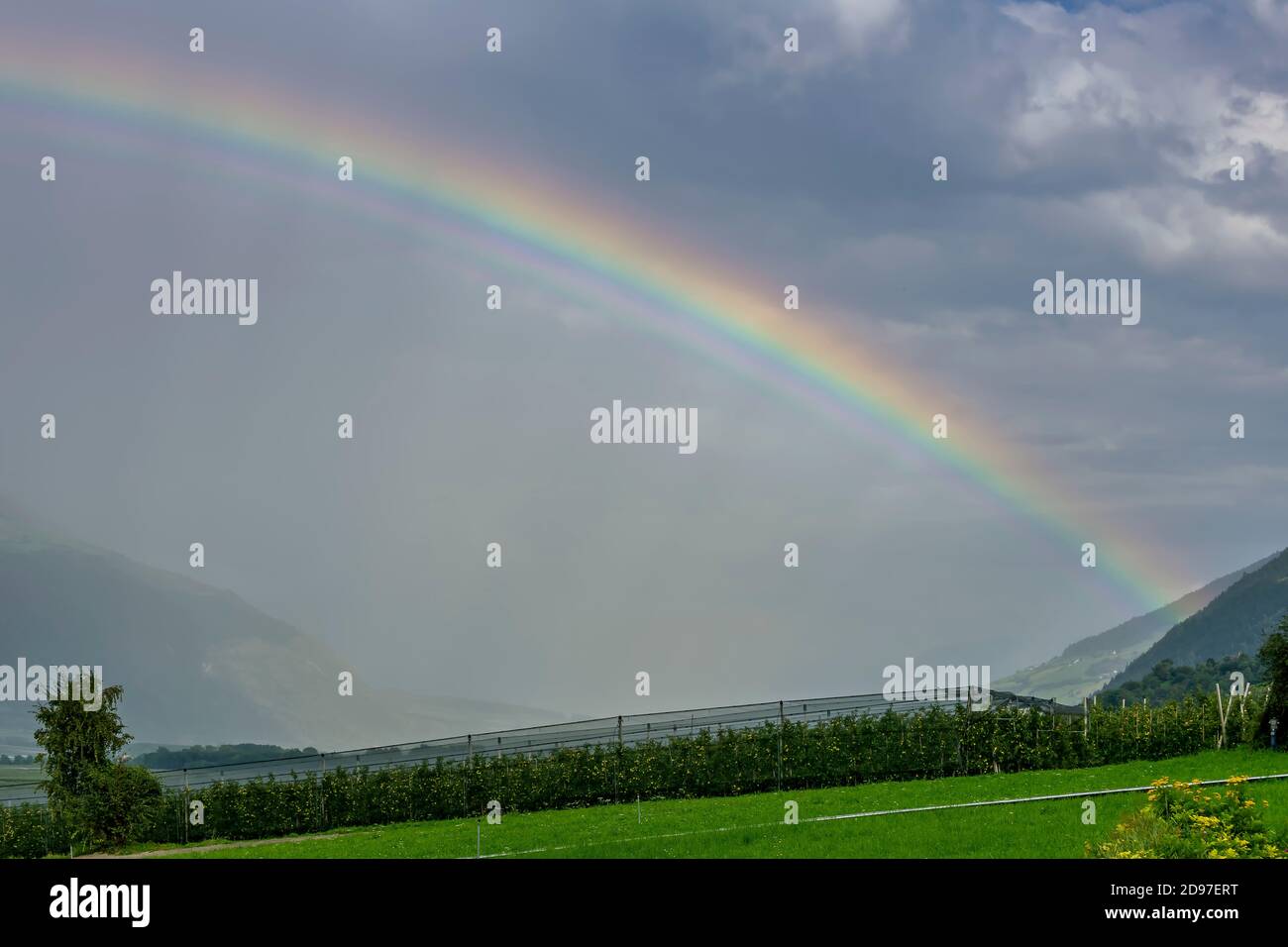 A large rainbow emerges from the clouds over an apple planted field in Val Venosta, Prato allo Stelvio, Italy Stock Photo