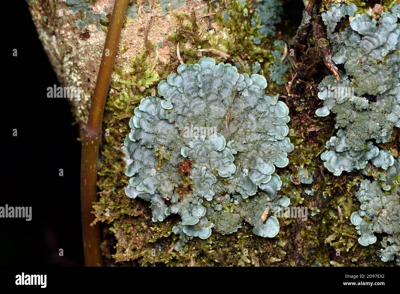 Salted Shell Lichen (Coccocarpia palmicola) Foliaceous thallus of lichen on a tree trunk, Andasibe (Perinet), Madagascar Stock Photo