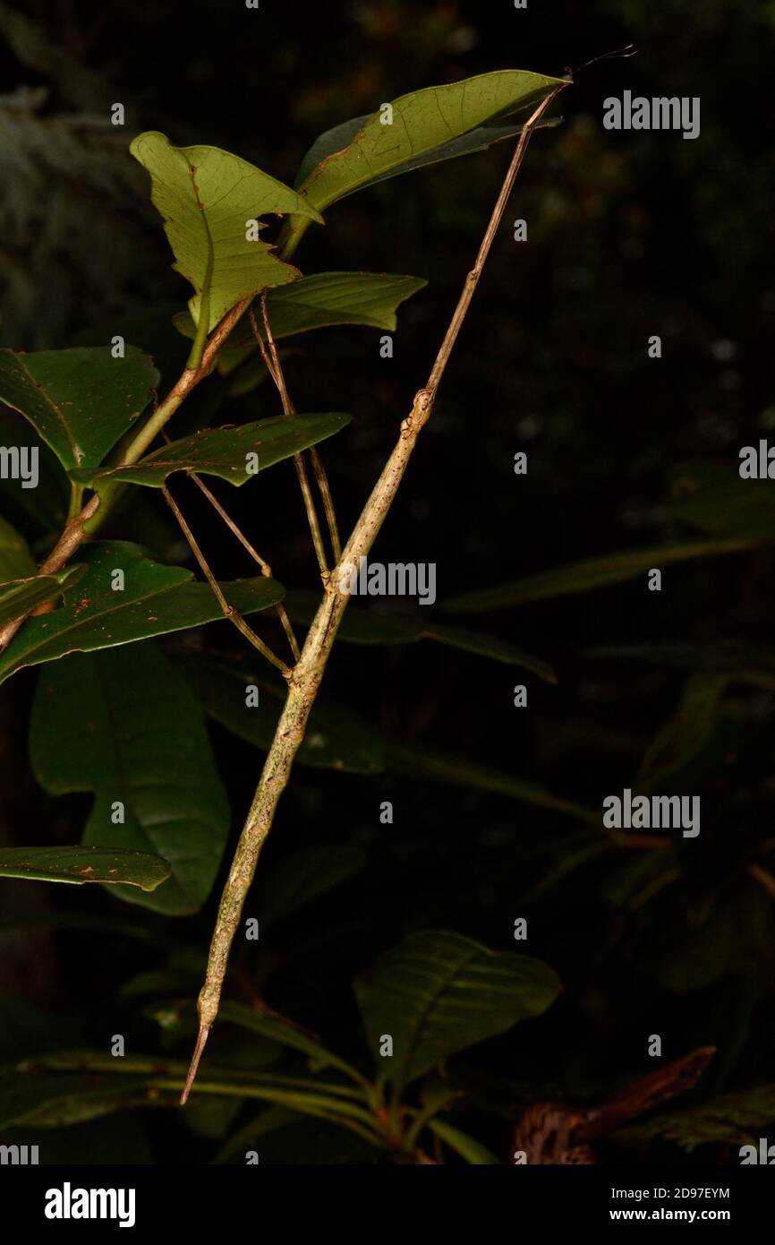 Madagascar Stick Insect (Leiophasma adustum) female on a leaf, Andasibe ...