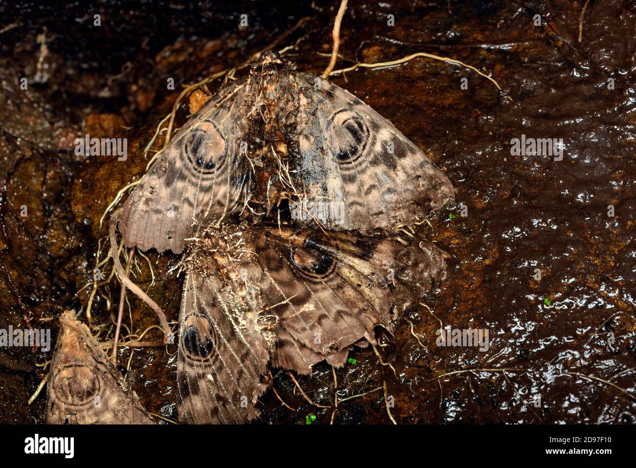 Dead butterflies infected by the entomopathogenic fungus (Cordyceps