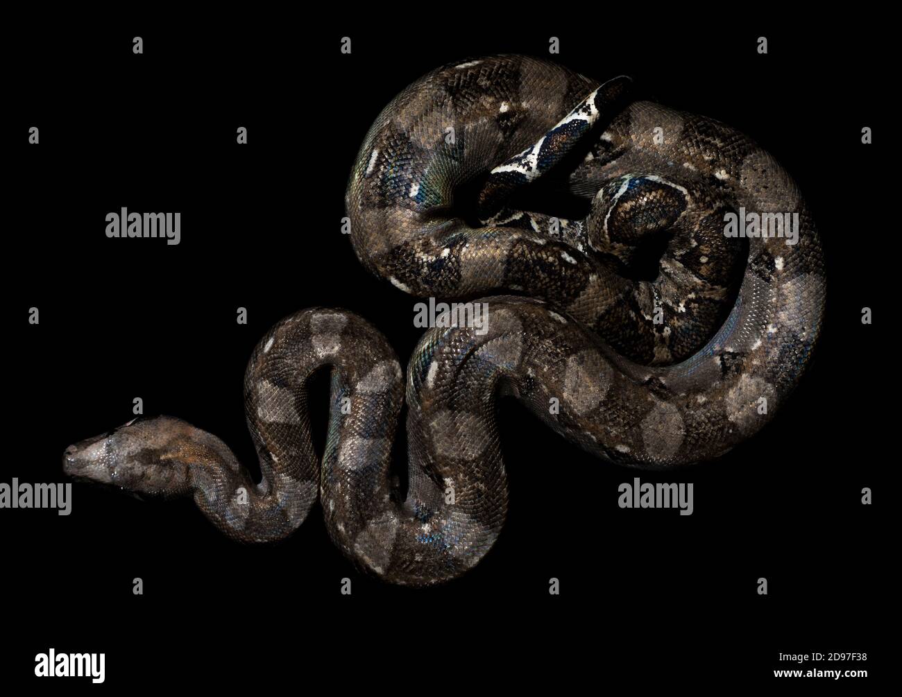 Inside Boa Boa imperator on a black background photographed inside the Cañon del ...