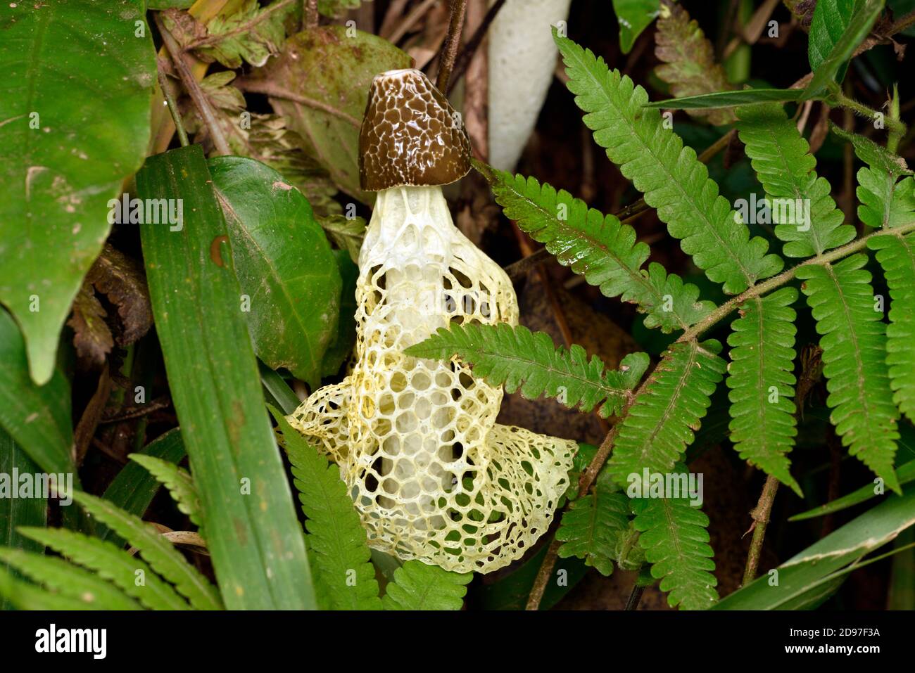 Yellow Bridal Veil Stinkhorn Mushroom Phallus Multicolor On Sloping Ground Andasibe Perinet Madagascar Stock Photo Alamy Yellow Bridal Veil Stinkhorn Mushroom Phallus Multicolor On Sloping Ground Andasibe Perinet Madagascar Stock Photo Alamy