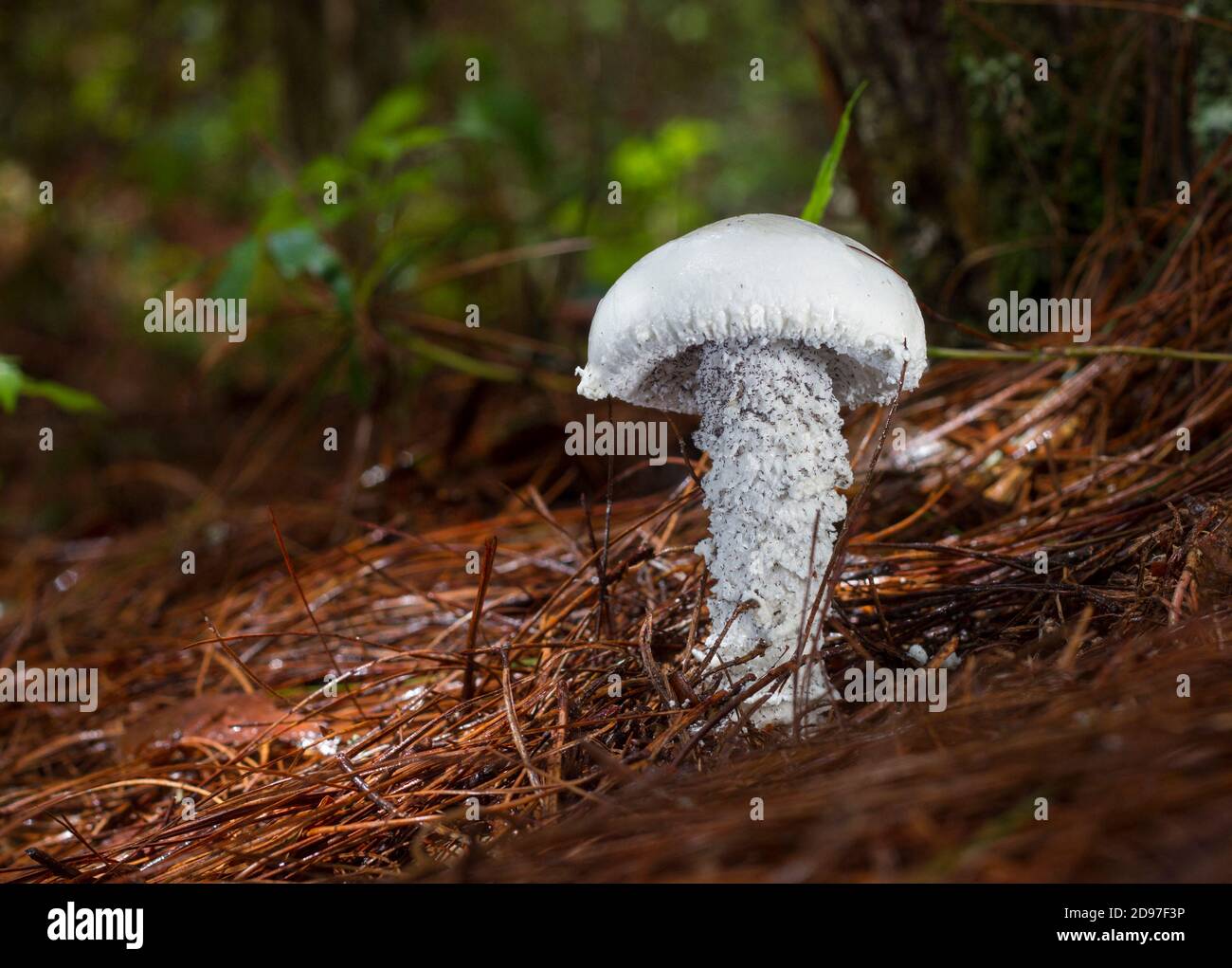 Toxic fungus (Amanita virosa) on the ground, it should be noted that there are many hexapod arthropods of the order Collembola. Highlands of Chiapas, Stock Photo
