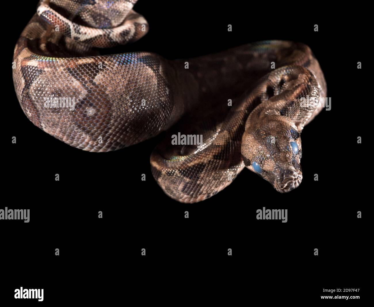Inside Boa Northern boa (Boa imperator) in molting process on a black background ...