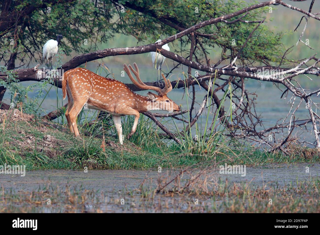 Axis deer (Axis axis) male adult in velvet grazing on an island in a marsh with egrets, Northwest India Stock Photo