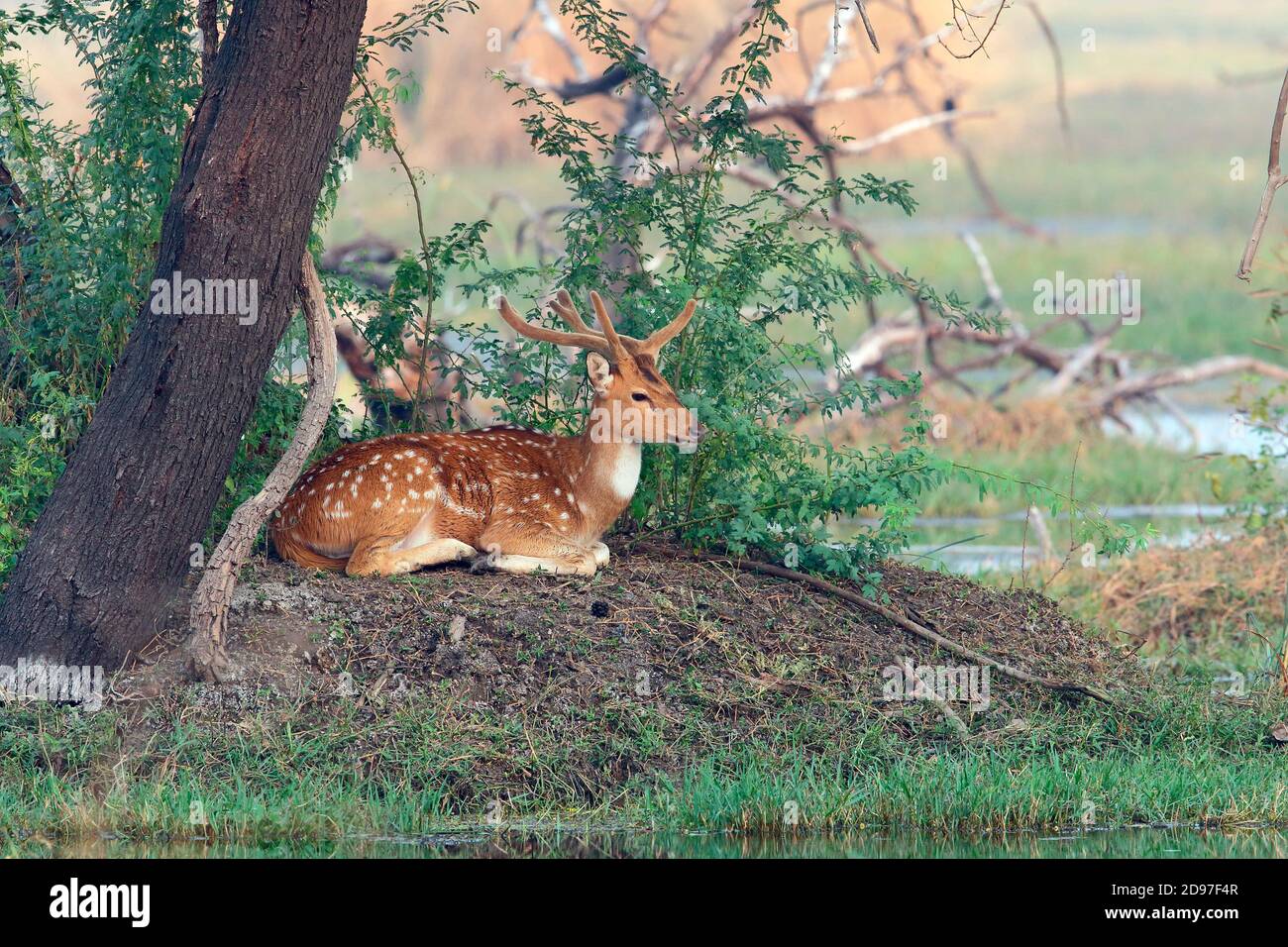 Axis deer (Axis axis) adult male velvet sitting ruminating on an island