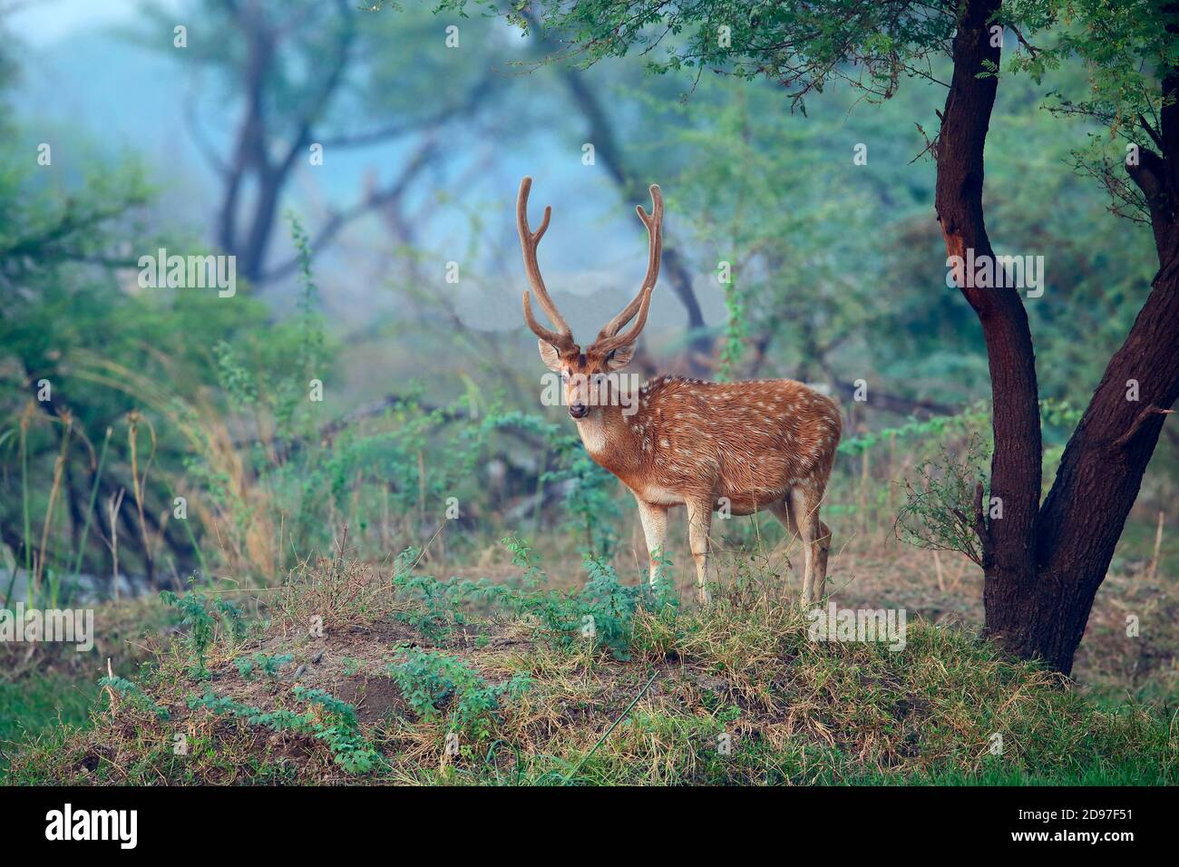 Axis deer (Axis axis) adult male velvet bird observing on the edge of