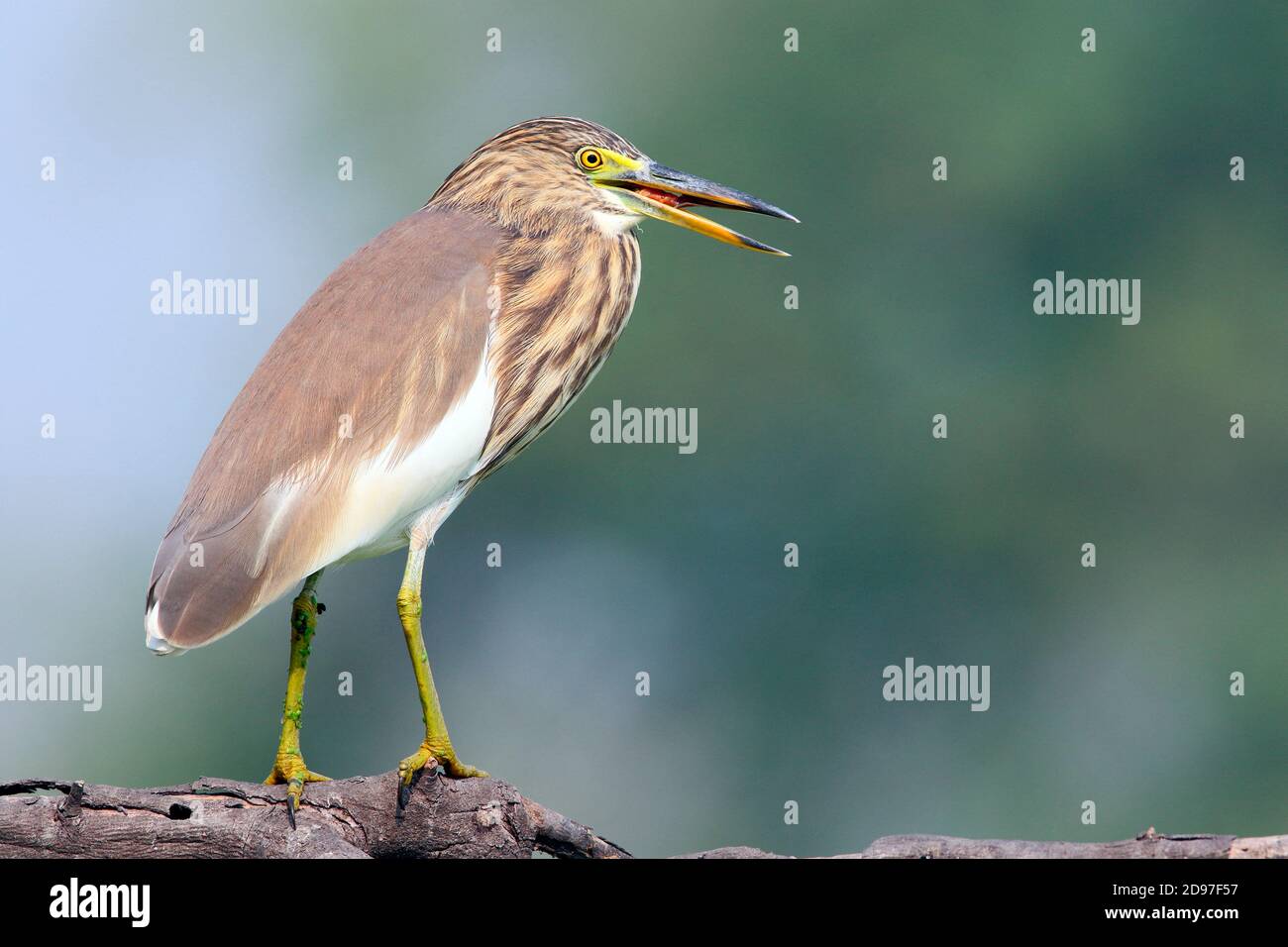 Indian Pond Heron (Ardeola grayii) adult perched on a branch swallowing prey, Northwest India Stock Photo