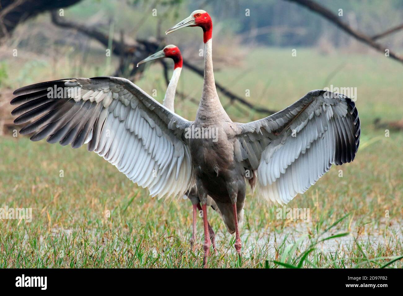 Sarus crane (Grus antigone) adult couple in a marsh parading with open wings, Northwest India Stock Photo