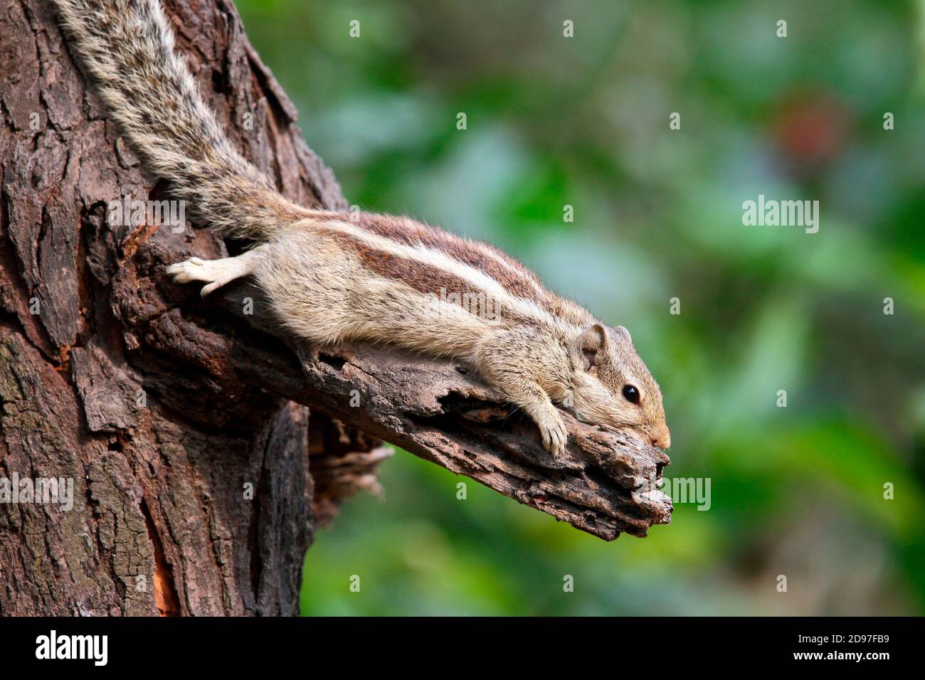 Northern palm squirrel (Funambulus pennantii) adult on an observing trunk, Northwest India Stock Photo