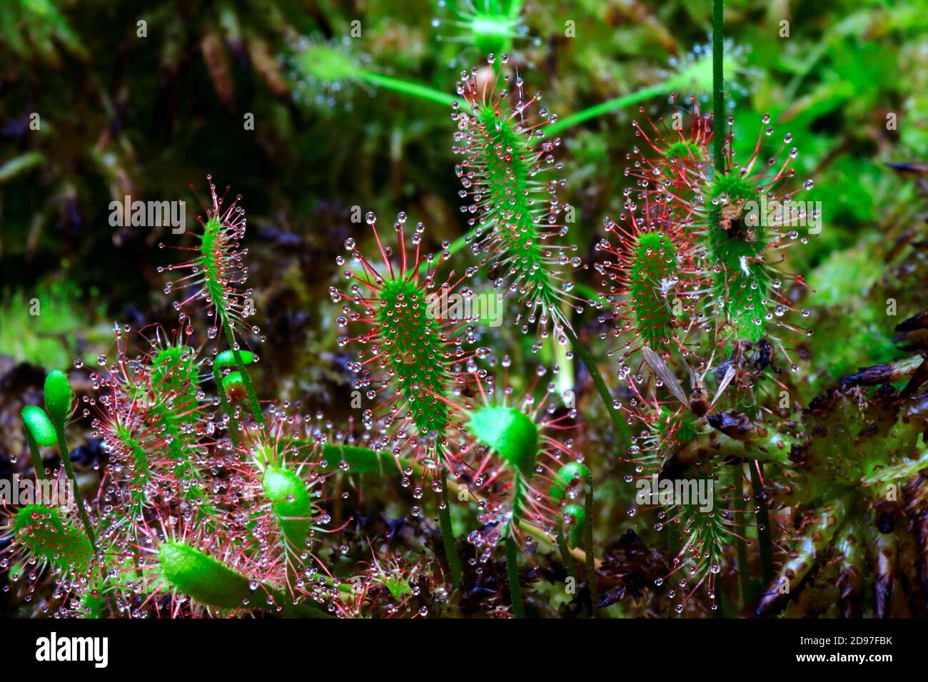 Great Sundew (Drosera anglica), France Stock Photo