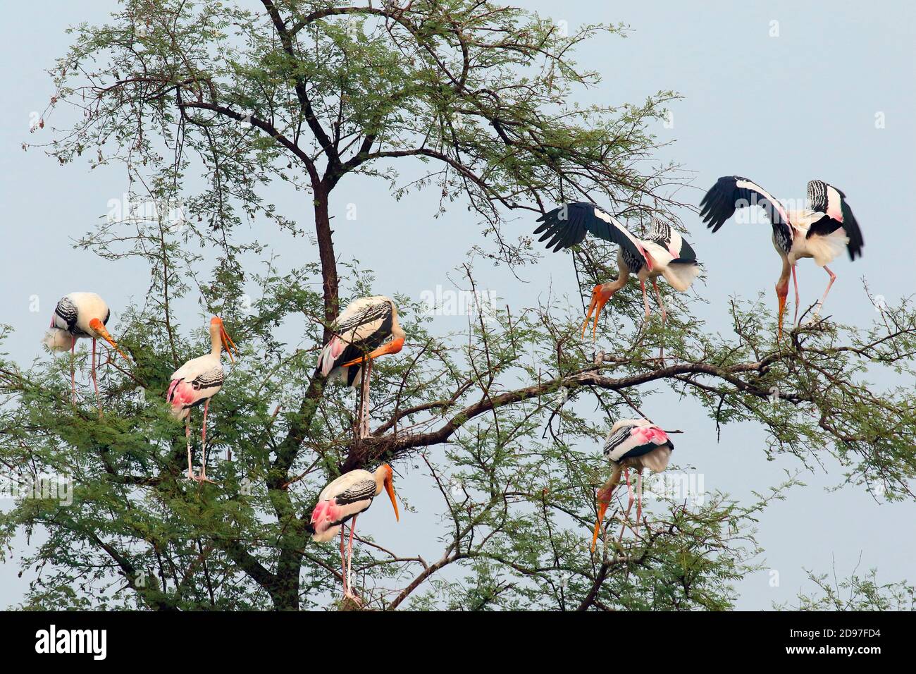 Painted Stork (Mycteria leucocephala) group perched in the colony in the evening, against the backdrop of the sky, Northwest, India Stock Photo