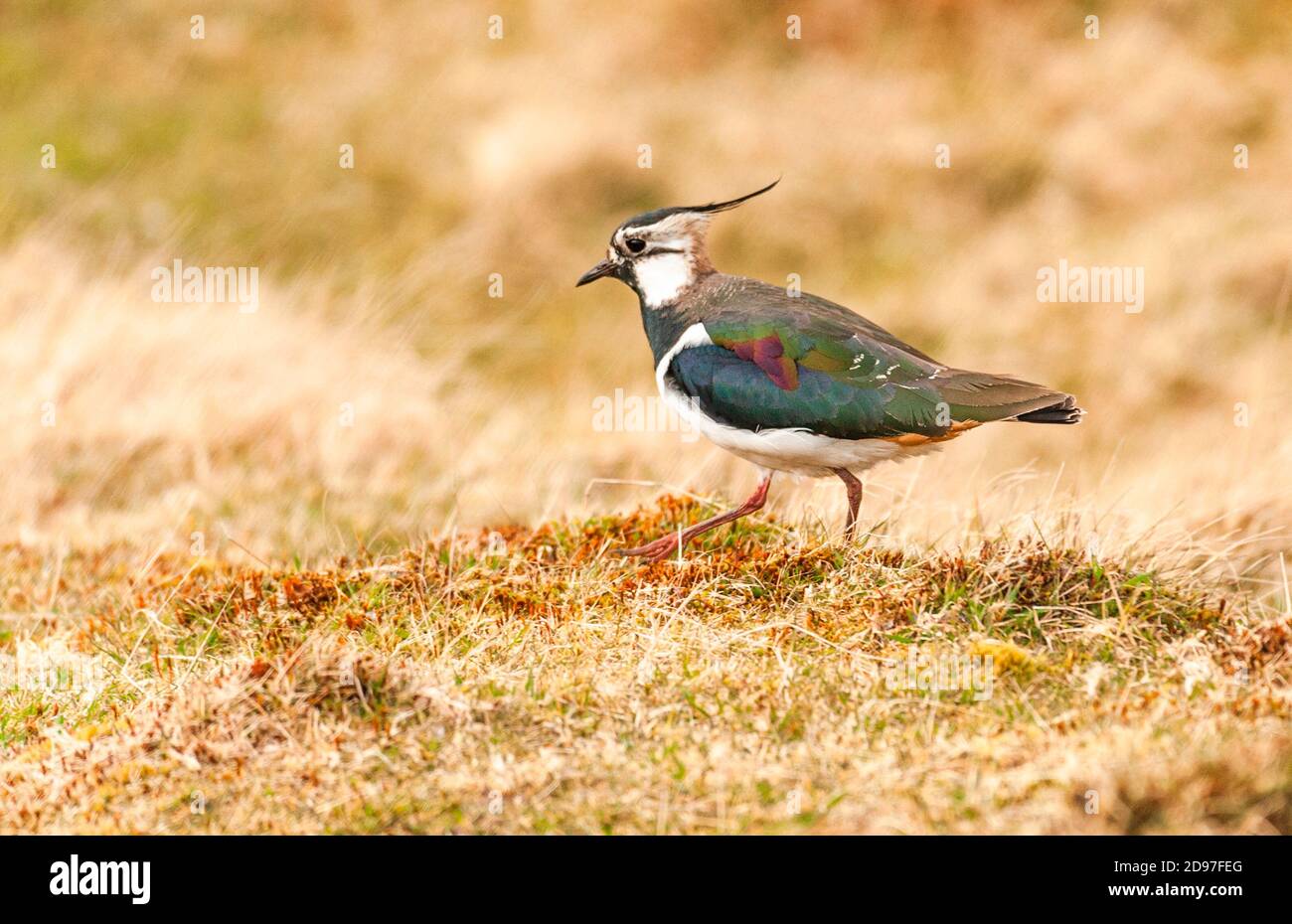 Lapwing (Vanellus vanellus), near its nest in a moor, Scotland Stock Photo