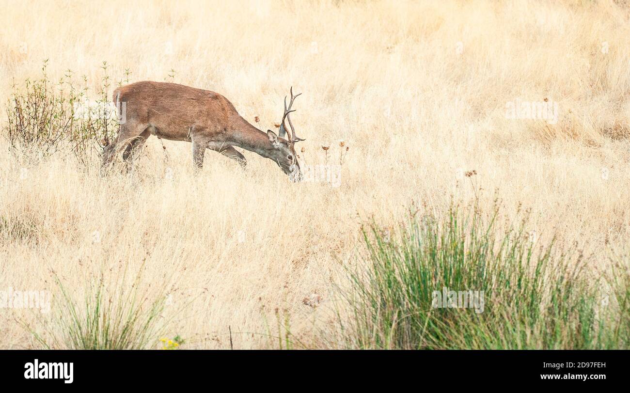 Red Deer (Cervus elaphus), deer in dry grass, Monfragüe National Park, Spain Stock Photo