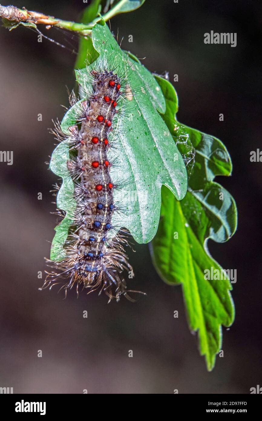 Gypsy moth caterpillar oak hi-res stock photography and images - Alamy