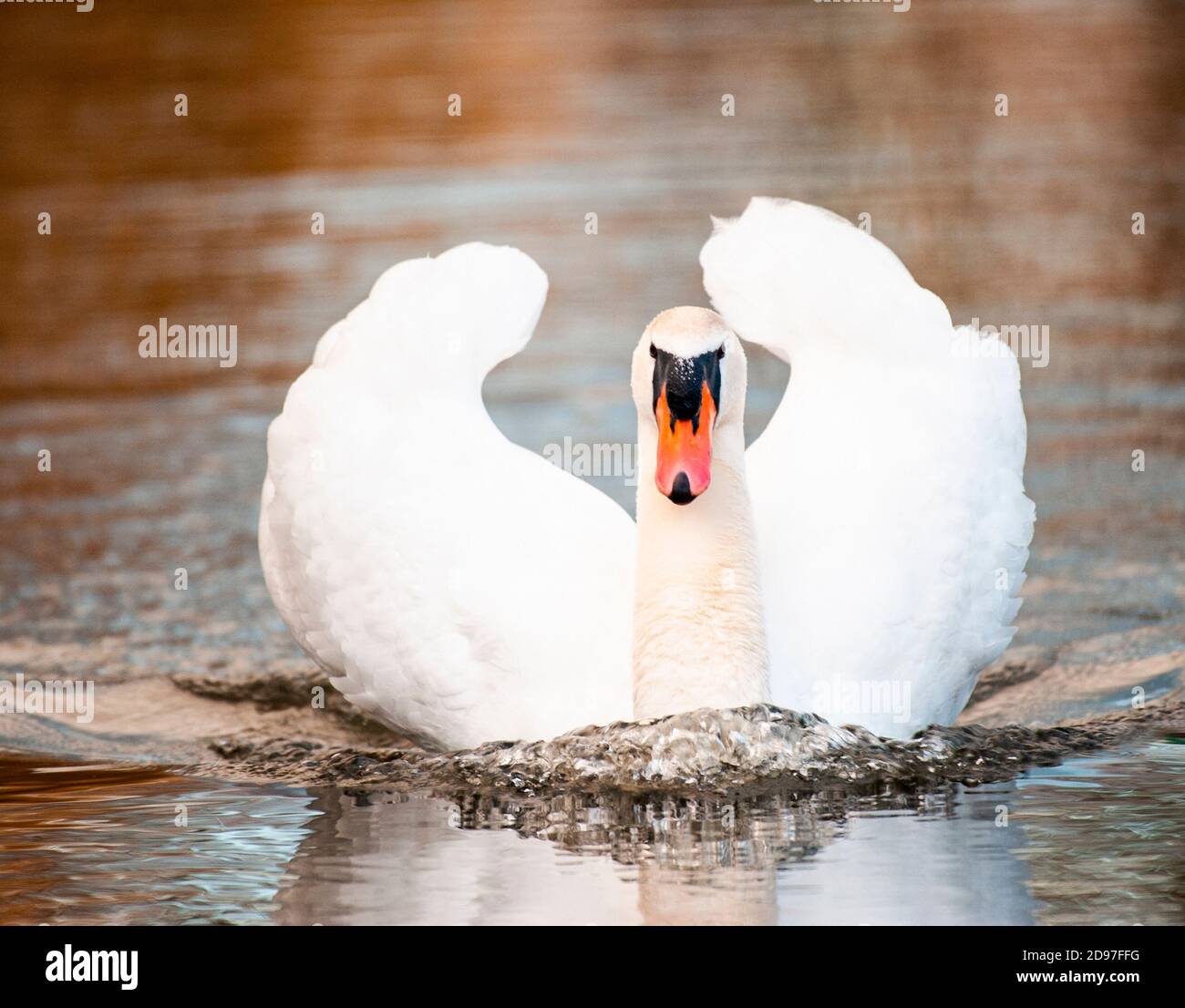 Mute swan (Cygnus olor,) curious, on a body of water. Stock Photo