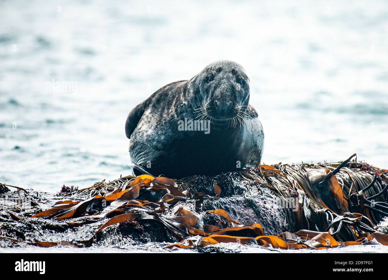 Gray seal (Halichoerus grypus), male in seaweed, 7 Islands Archipelago, Brittany, France Stock Photo