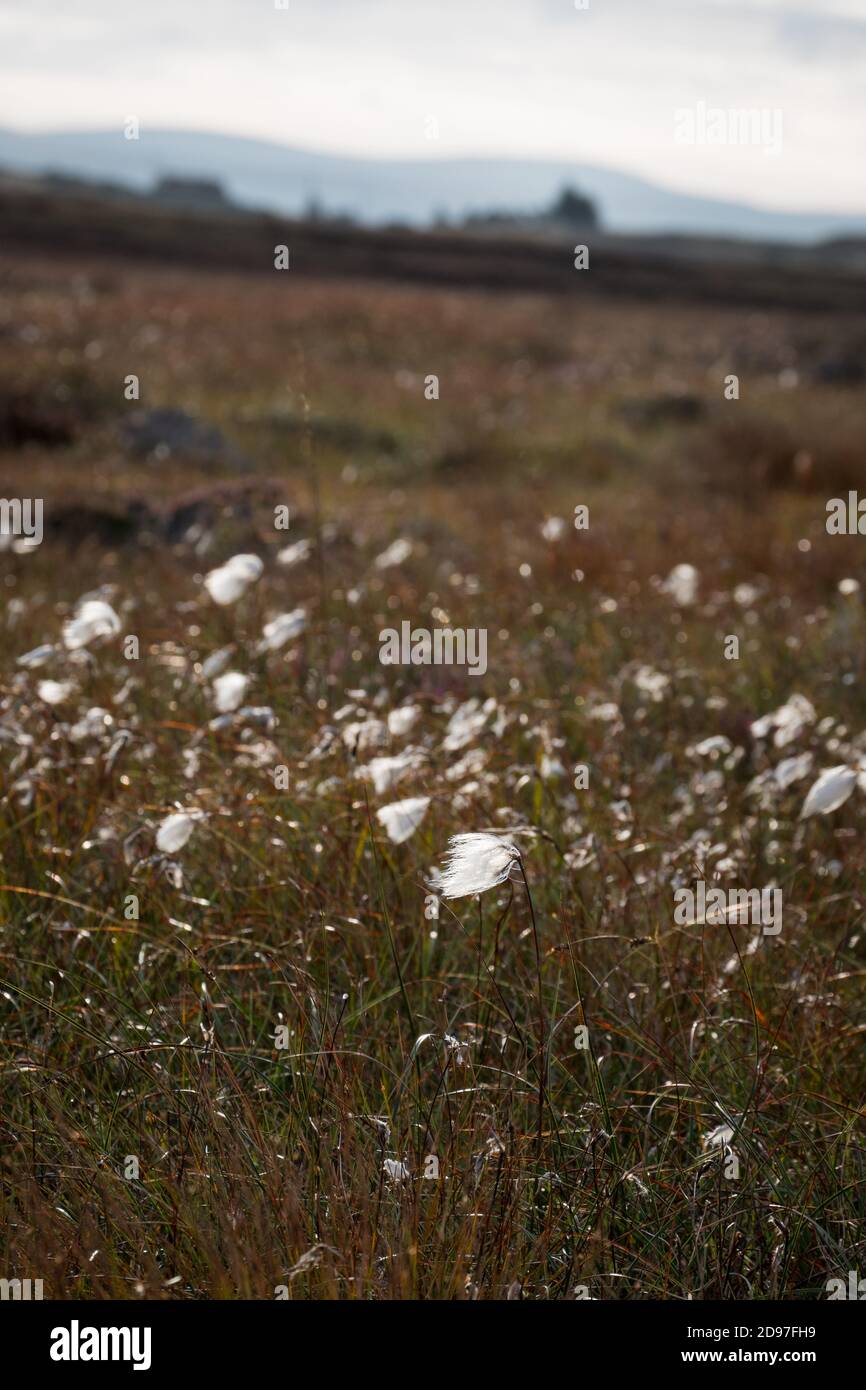 Cotton Grass on the Moor in Sutherland Stock Photo