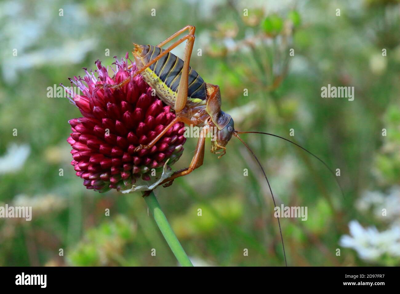 Bushcricket (Ephippiger diurnus) on flowers Stock Photo