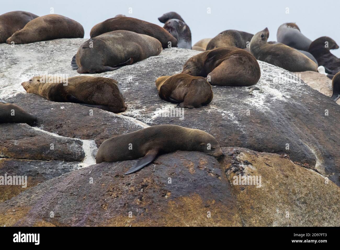 Cape Fur Seal (Arctocephalus pusillus), individuals resting on a rock, Western Cape, South Africa Stock Photo